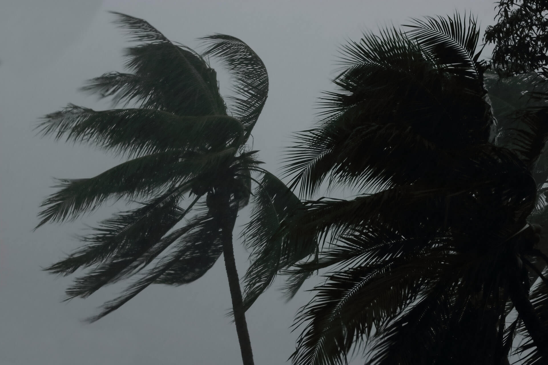 Cyclone -coconut tree